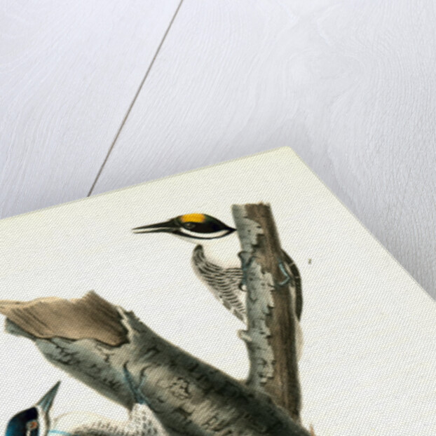 Arctic three-toed Woodpecker by John James Audubon