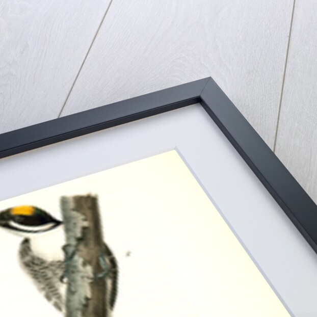 Arctic three-toed Woodpecker by John James Audubon