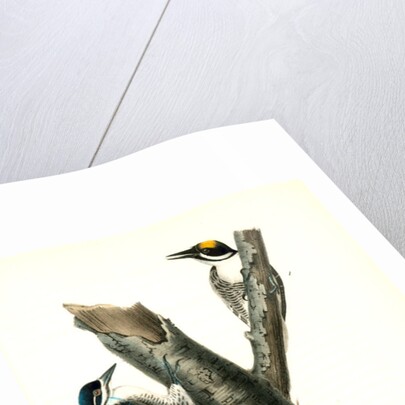 Arctic three-toed Woodpecker by John James Audubon