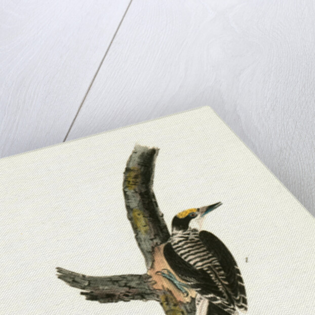 Banded three-toed Woodpecker by John James Audubon