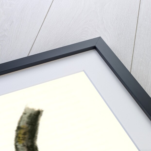 Banded three-toed Woodpecker by John James Audubon