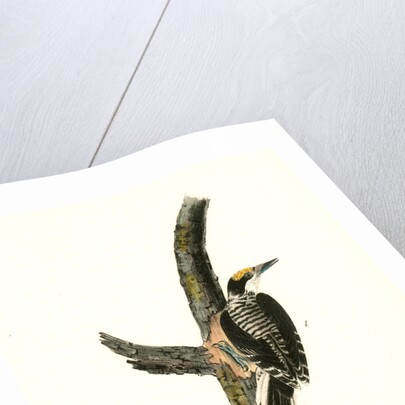 Banded three-toed Woodpecker by John James Audubon