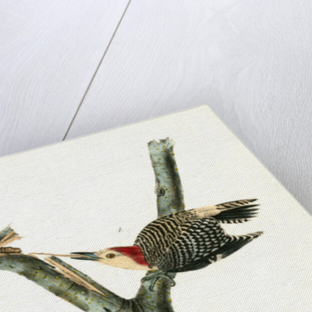 Red-bellied Woodpecker by John James Audubon