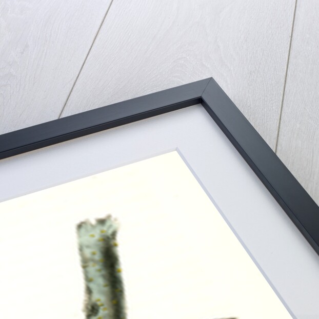 Red-bellied Woodpecker by John James Audubon