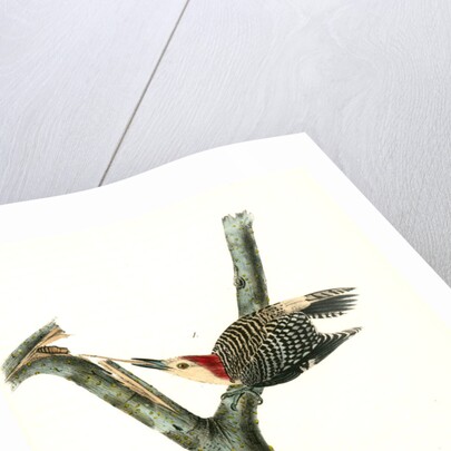 Red-bellied Woodpecker by John James Audubon