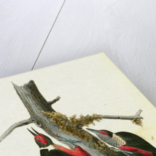 Lewi's Woodpecker by John James Audubon