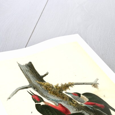 Lewi's Woodpecker by John James Audubon