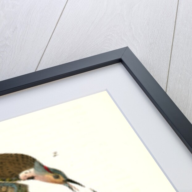 Golden-winged Woodpecker by John James Audubon