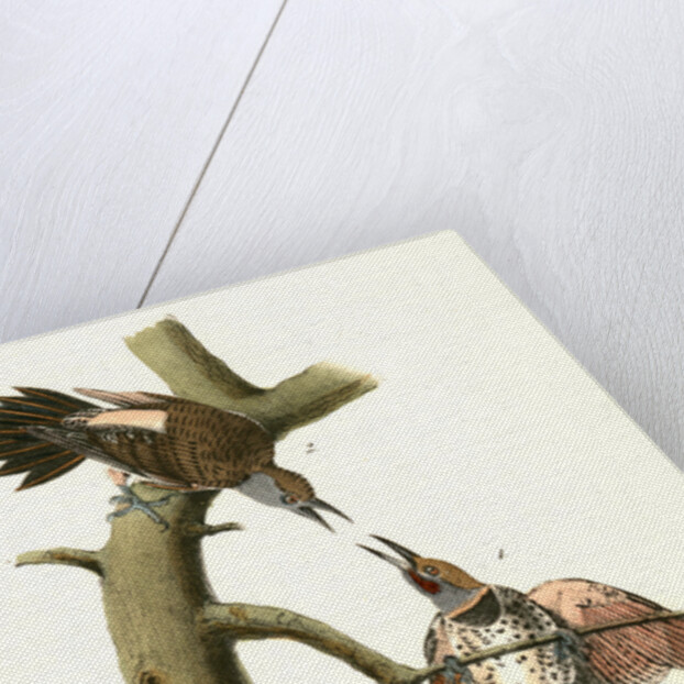 Red-shafted Woodpecker by John James Audubon