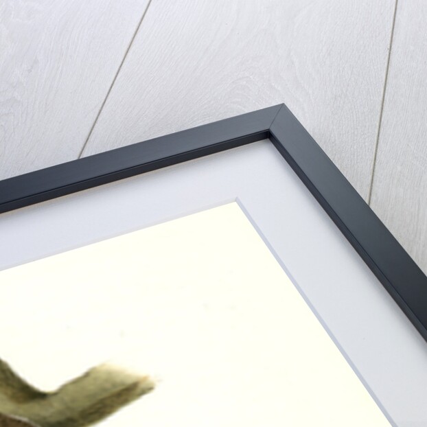 Red-shafted Woodpecker by John James Audubon