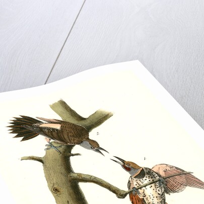 Red-shafted Woodpecker by John James Audubon