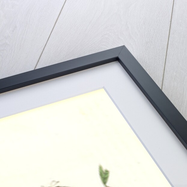 Yellow-billed Cuckoo by John James Audubon