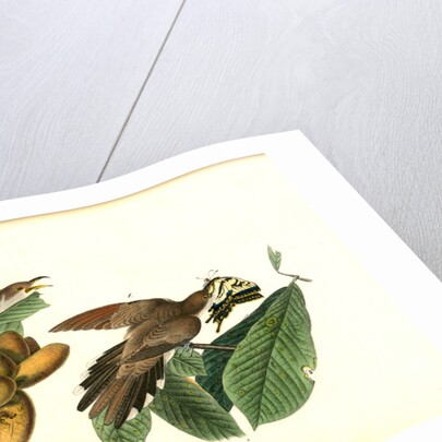 Yellow-billed Cuckoo by John James Audubon