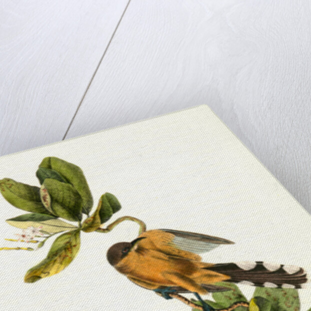 Mangrove Cuckoo. Male. (Seven years apple.) by John James Audubon