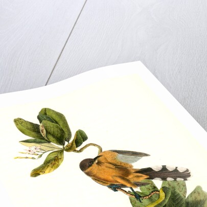 Mangrove Cuckoo. Male. (Seven years apple.) by John James Audubon