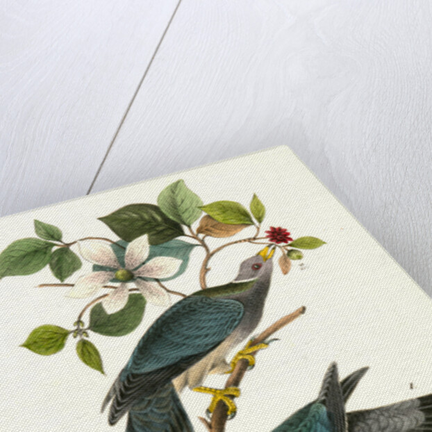 Band-tailed Dove, or Pigeon by John James Audubon