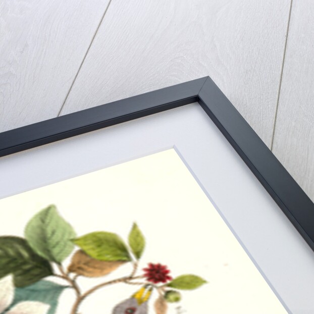 Band-tailed Dove, or Pigeon by John James Audubon