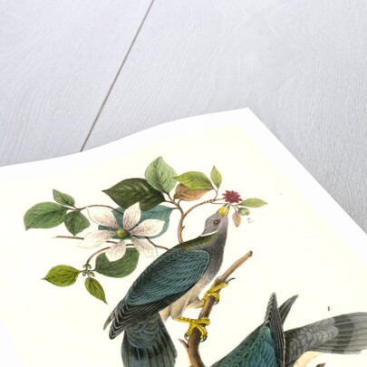 Band-tailed Dove, or Pigeon by John James Audubon