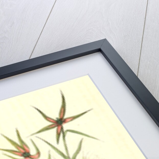 Blue-headed Ground Dove or Pigeon by John James Audubon