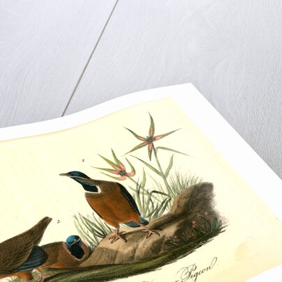 Blue-headed Ground Dove or Pigeon by John James Audubon