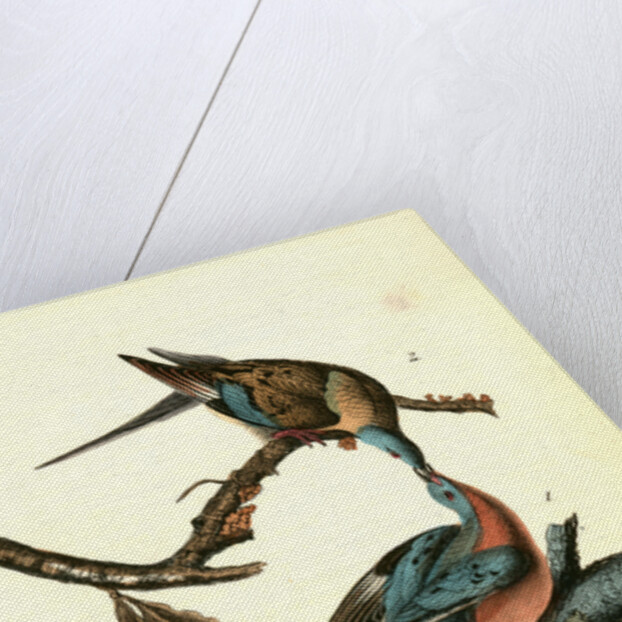 Passenger Pigeon by John James Audubon