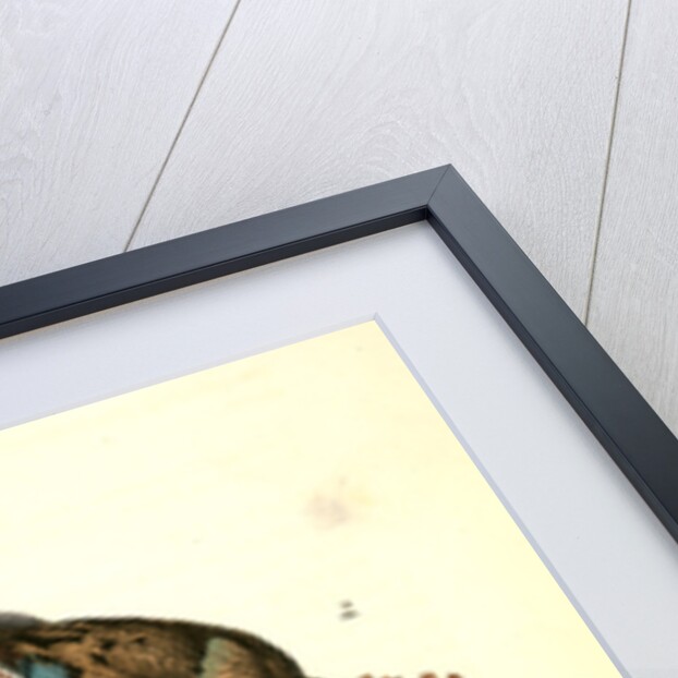 Passenger Pigeon by John James Audubon