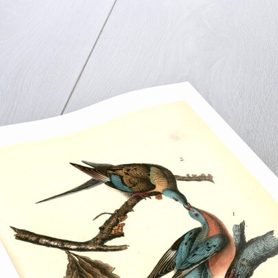 Passenger Pigeon by John James Audubon