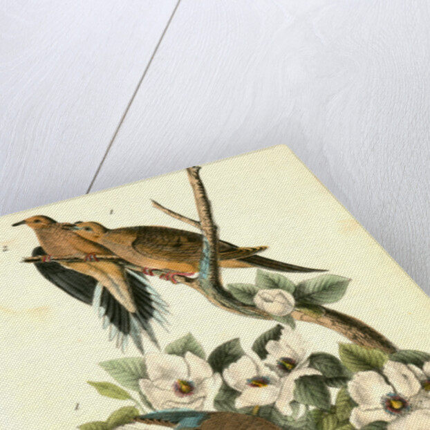 Carolina Turtle Dove by John James Audubon