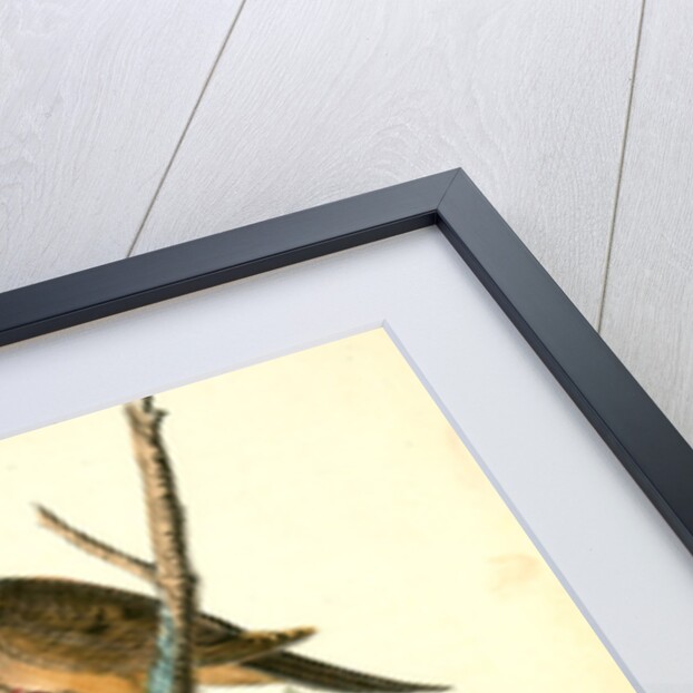 Carolina Turtle Dove by John James Audubon