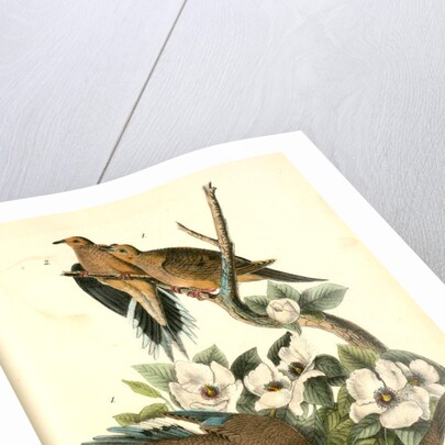 Carolina Turtle Dove by John James Audubon