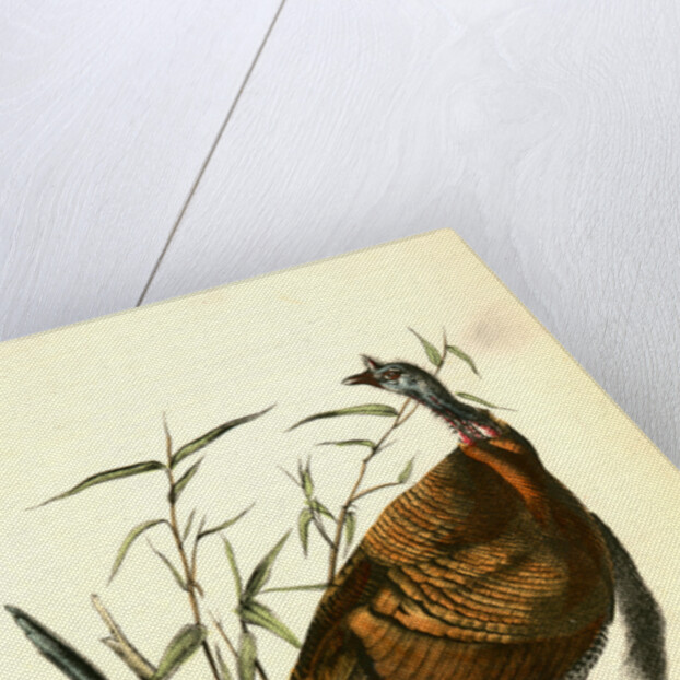 Wild Turkey. Male by John James Audubon