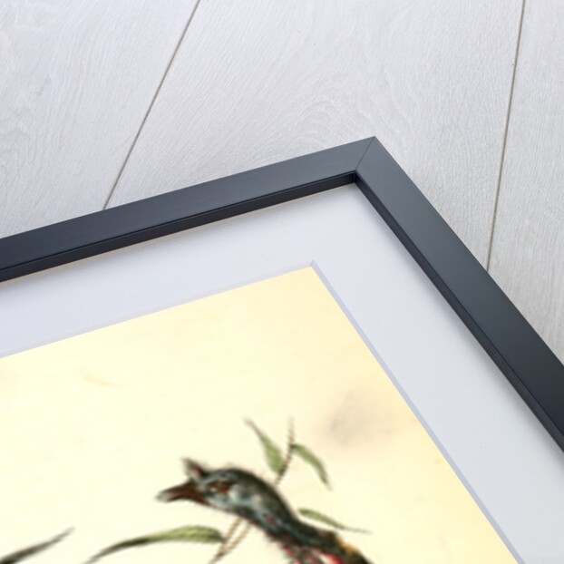 Wild Turkey. Male by John James Audubon