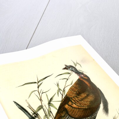 Wild Turkey. Male by John James Audubon