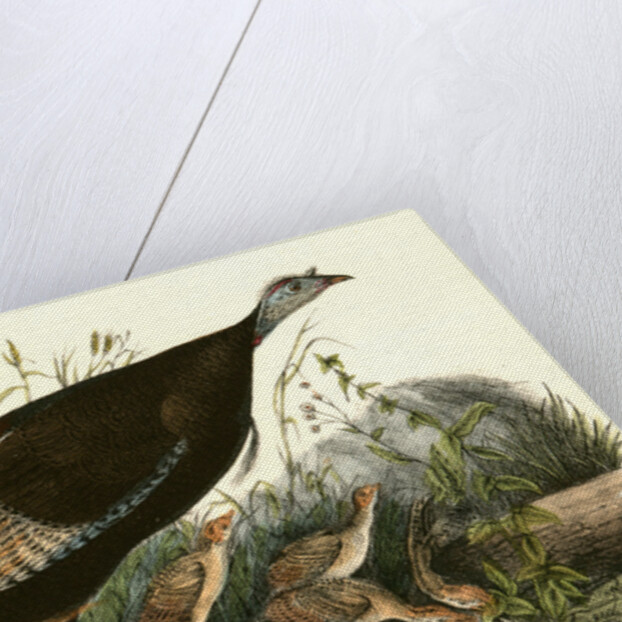 Wild Turkey. Female and Young by John James Audubon