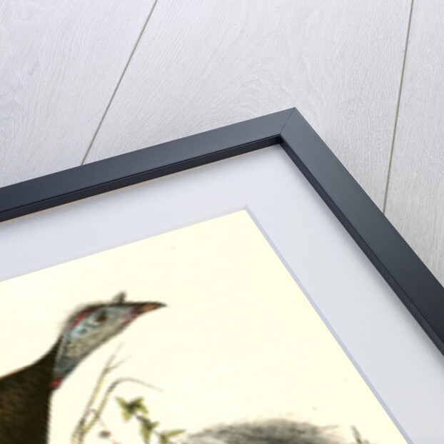 Wild Turkey. Female and Young by John James Audubon