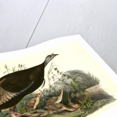 Wild Turkey. Female and Young by John James Audubon