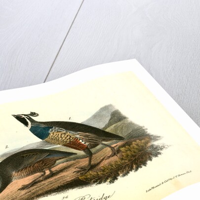 Californian Partridge by John James Audubon