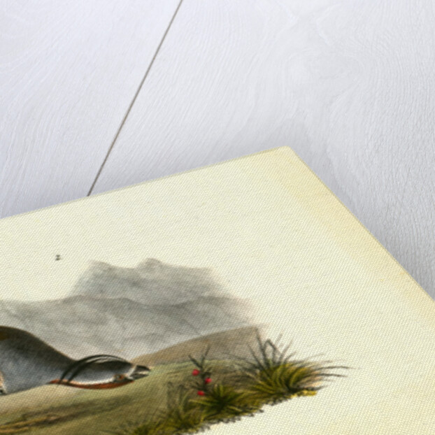 Plumed Partridge by John James Audubon