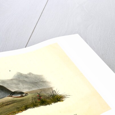 Plumed Partridge by John James Audubon