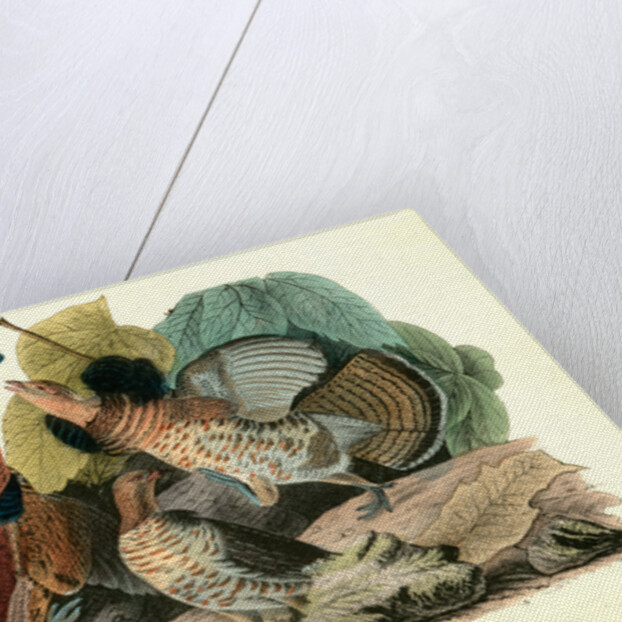Ruffed Grouse by John James Audubon