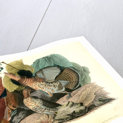 Ruffed Grouse by John James Audubon