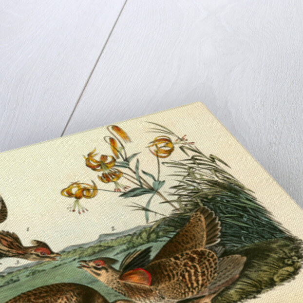 Pinnated Grouse by John James Audubon