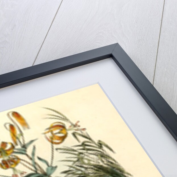 Pinnated Grouse by John James Audubon