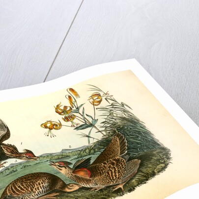 Pinnated Grouse by John James Audubon