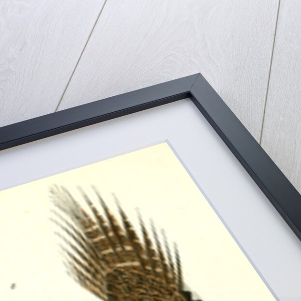 Cock of the Plains by John James Audubon