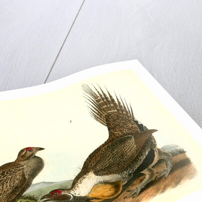 Cock of the Plains by John James Audubon