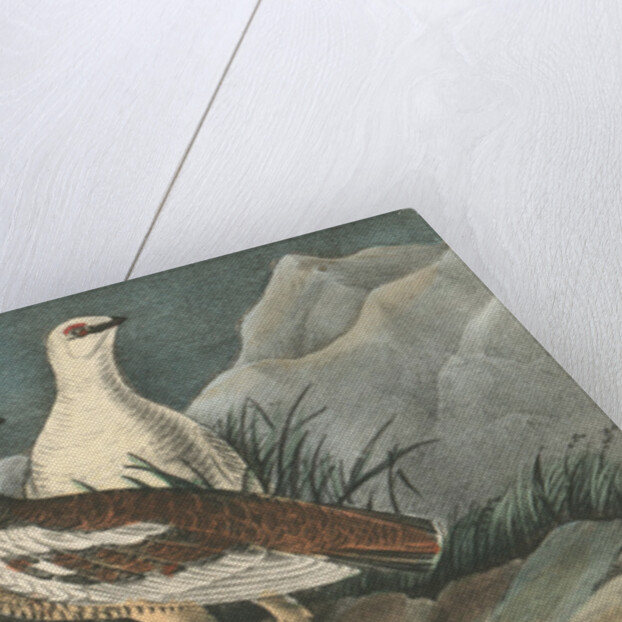Rock Ptarmigan by John James Audubon