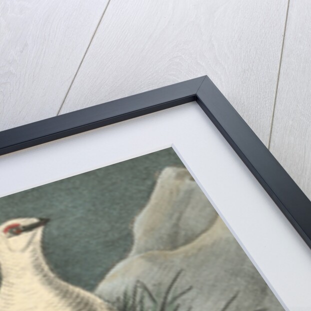 Rock Ptarmigan by John James Audubon