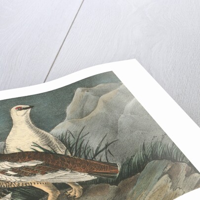 Rock Ptarmigan by John James Audubon