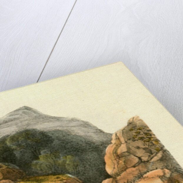 White-tailed Ptarmigan. Adult in Winter Plumage by John James Audubon